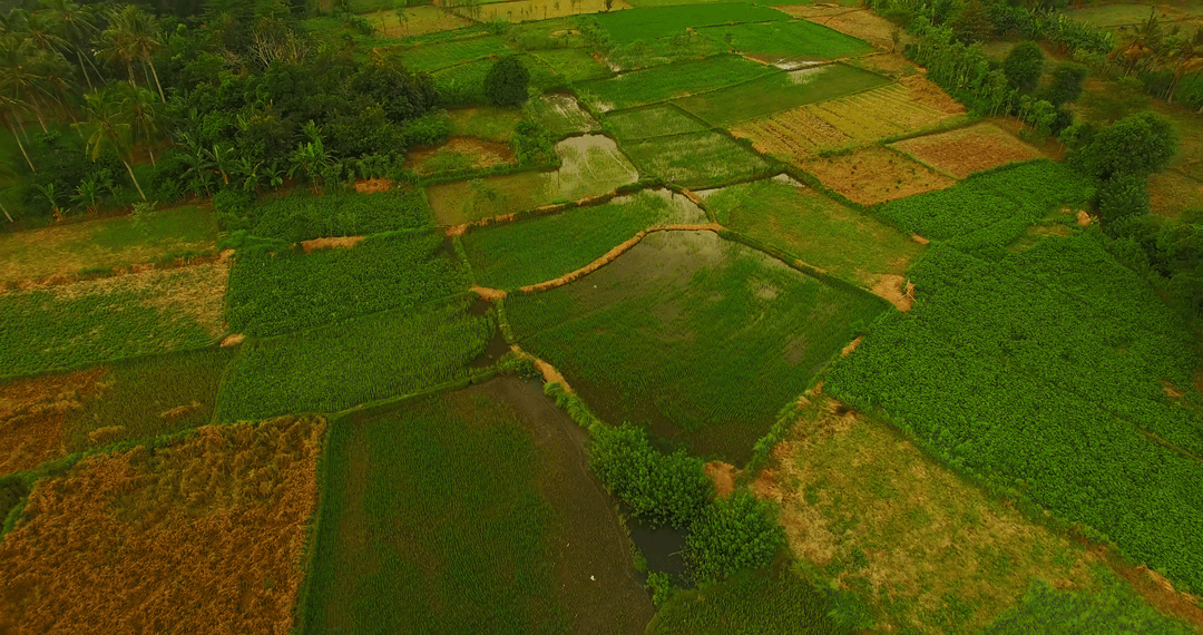 Transparent Lush Green Agricultural Fields Top View