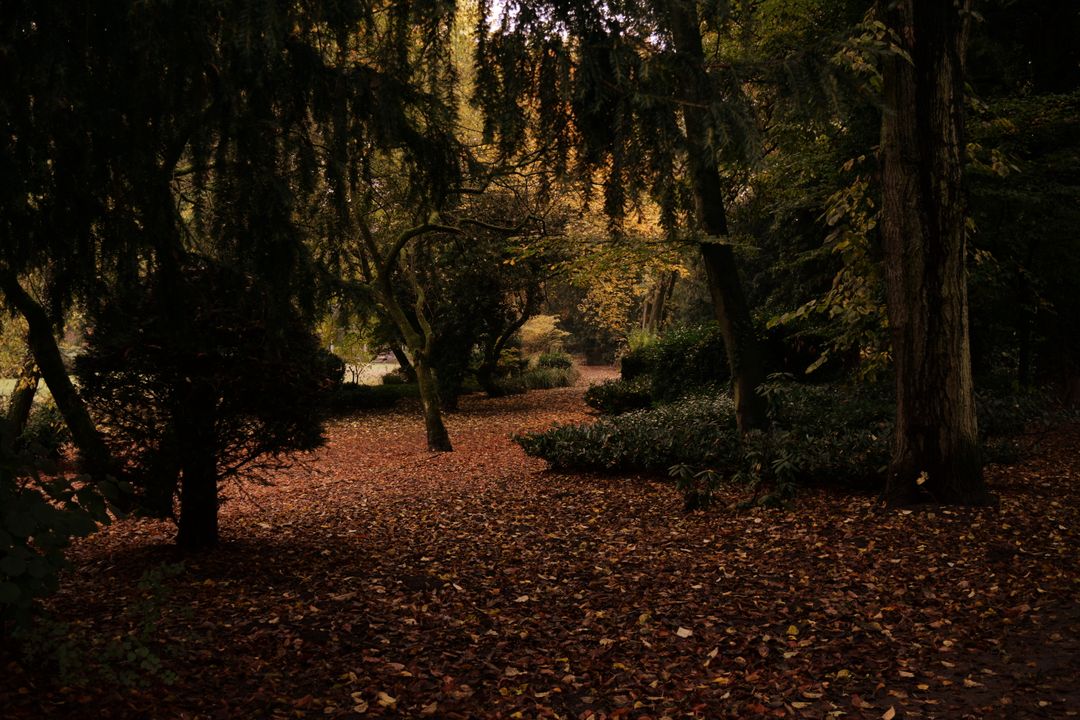 Tranquil Autumn Forest Path Covered with Fallen Leaves - Free Images, Stock Photos and Pictures on Pikwizard.com
