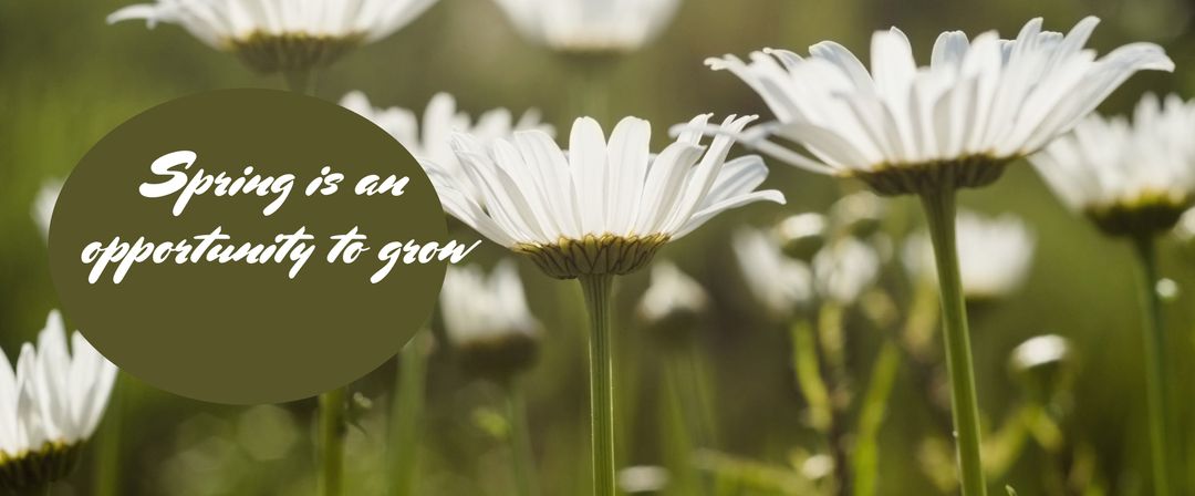 Blooming Daisies Symbolizing Spring Renewal