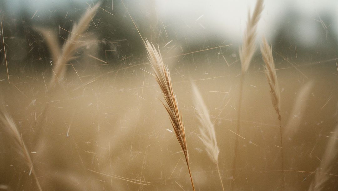 Golden dry grass head swaying in soft blurred meadow with vintage grain and dust scratches