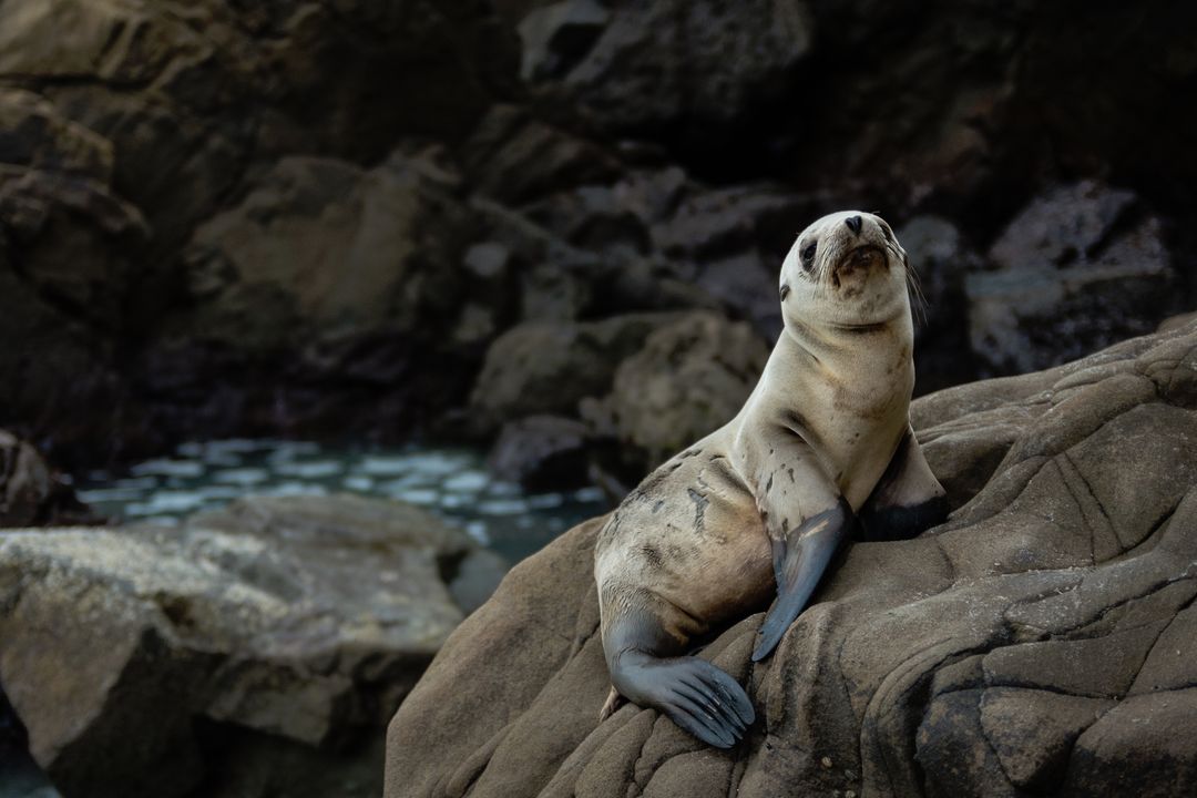 Juvenile Seal Resting on Rugged Coastal Rocks Near Tide Pool Capturing Quiet Marine Moment