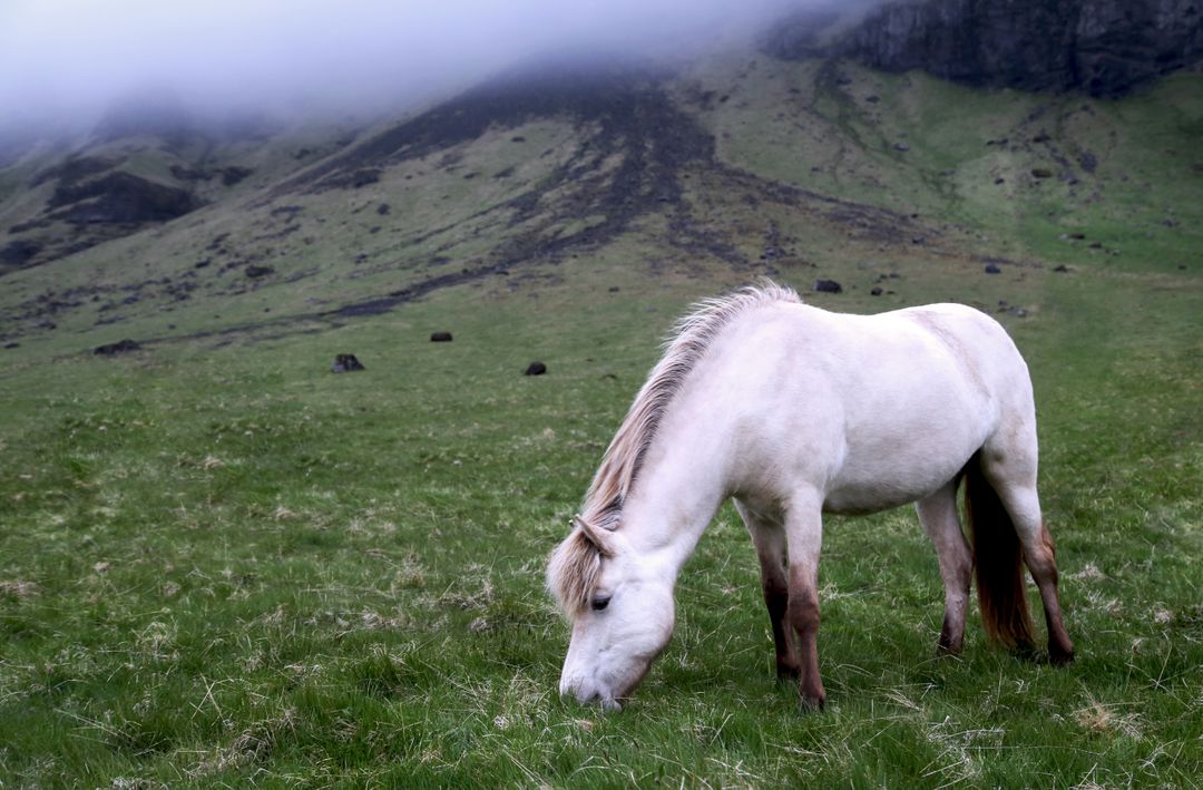 White Horse Grazing on Grassy Hill with Misty Mountain Background - Free Images, Stock Photos and Pictures on Pikwizard.com