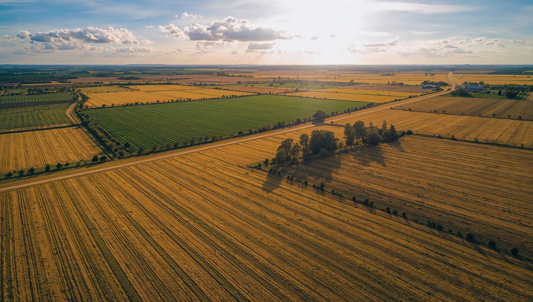 Golden Harvest Fields with Tree Cluster Casting Long Shadows across Rural Plains at Sunset