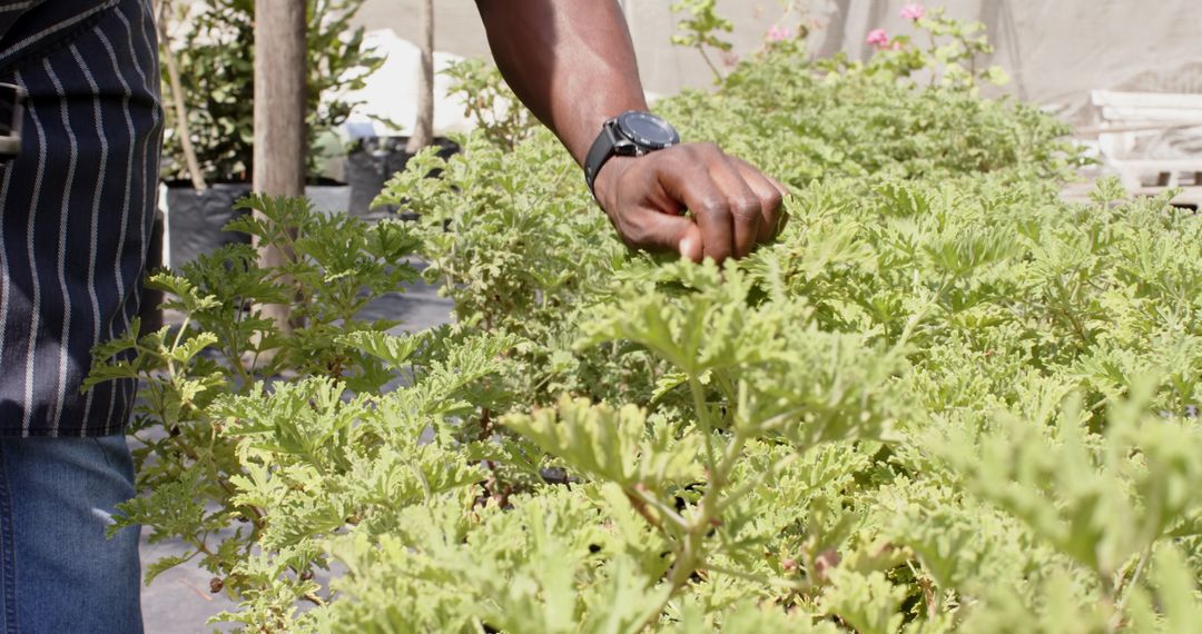 Person Tending to Plants in Greenhouse Setting with Apron