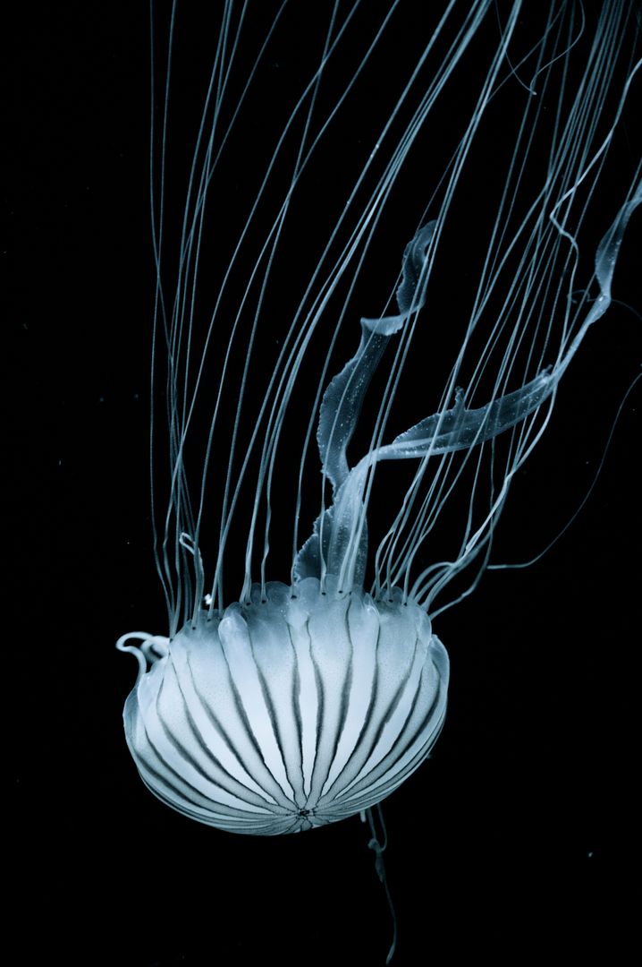 White Jellyfish Swimming Through Blackness - Free Images, Stock Photos and Pictures on Pikwizard.com