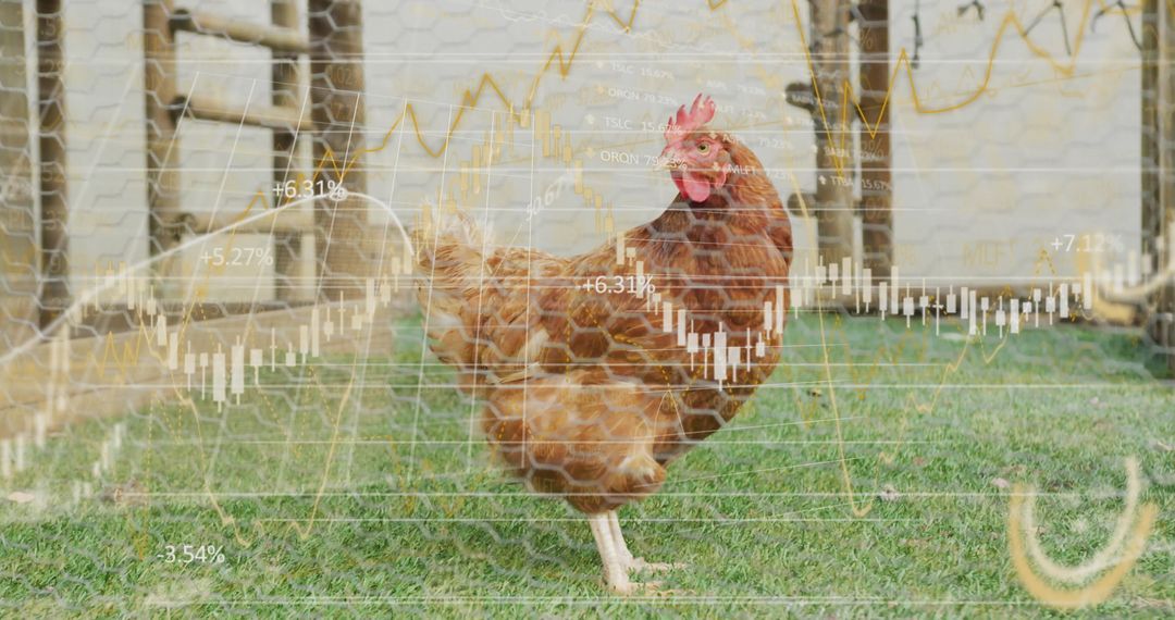 Hen in Farmyard with Finance Data Overlay Symbolizing Agribusiness
