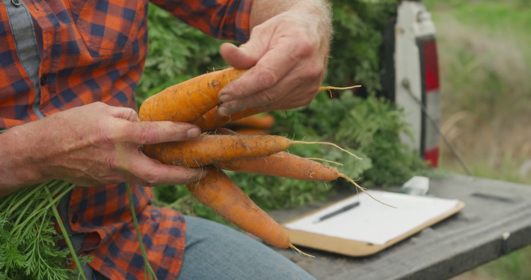 Farmer holding freshly harvested carrots - Free Images, Stock Photos and Pictures on Pikwizard.com