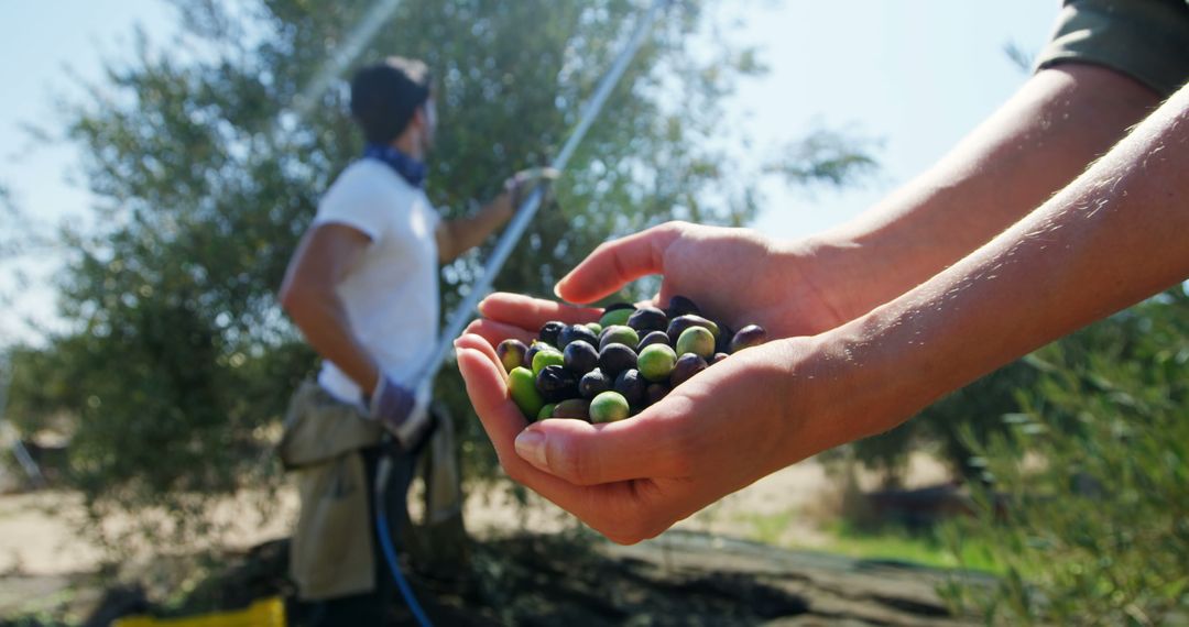 Fresh Olives in Hands with Farmer Harvesting Under Sun - Free Images, Stock Photos and Pictures on Pikwizard.com