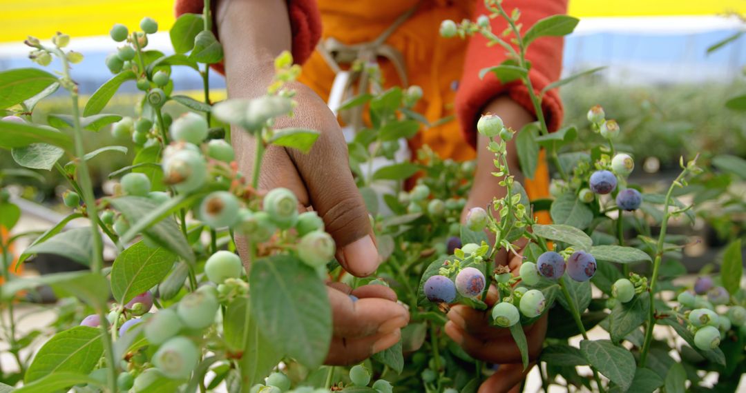 A person is tending to blueberry plants in a greenhouse, with copy space - Free Images, Stock Photos and Pictures on Pikwizard.com