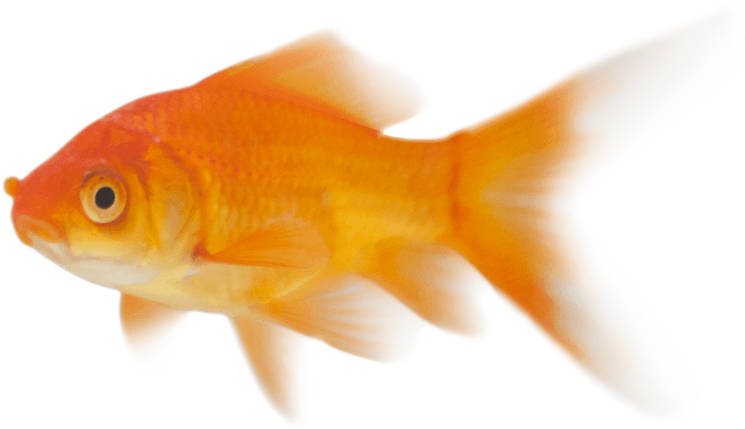 Orange Goldfish on Transparent Background Showing Vibrant Colors