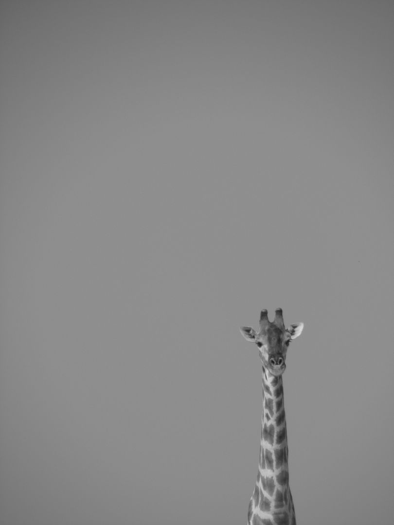 Giraffe on Grayscale Effect Portrait - Free Images, Stock Photos and Pictures on Pikwizard.com