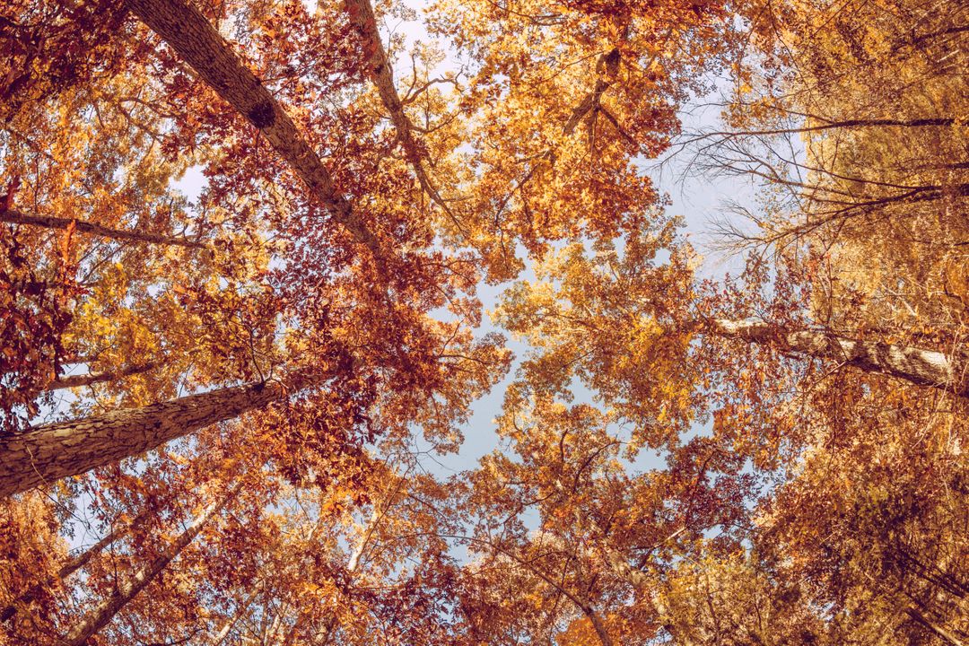View of Golden Autumn Leaves and Trees from Below - Free Images, Stock Photos and Pictures on Pikwizard.com