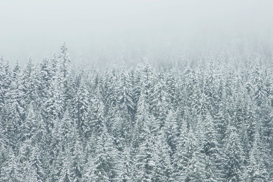 Snow-covered evergreen forest in winter mist - Free Images, Stock Photos and Pictures on Pikwizard.com