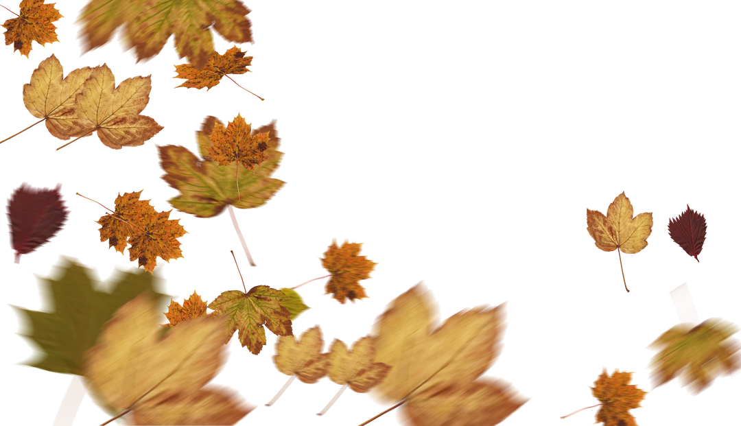 Loose Autumn Leaves Falling on Transparent Background - Download Free Stock Images Pikwizard.com