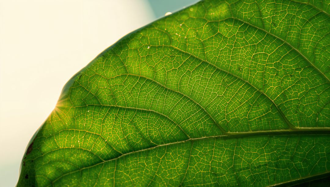 Backlit green leaf showing intricate vein network, translucent venation, sunburst glow