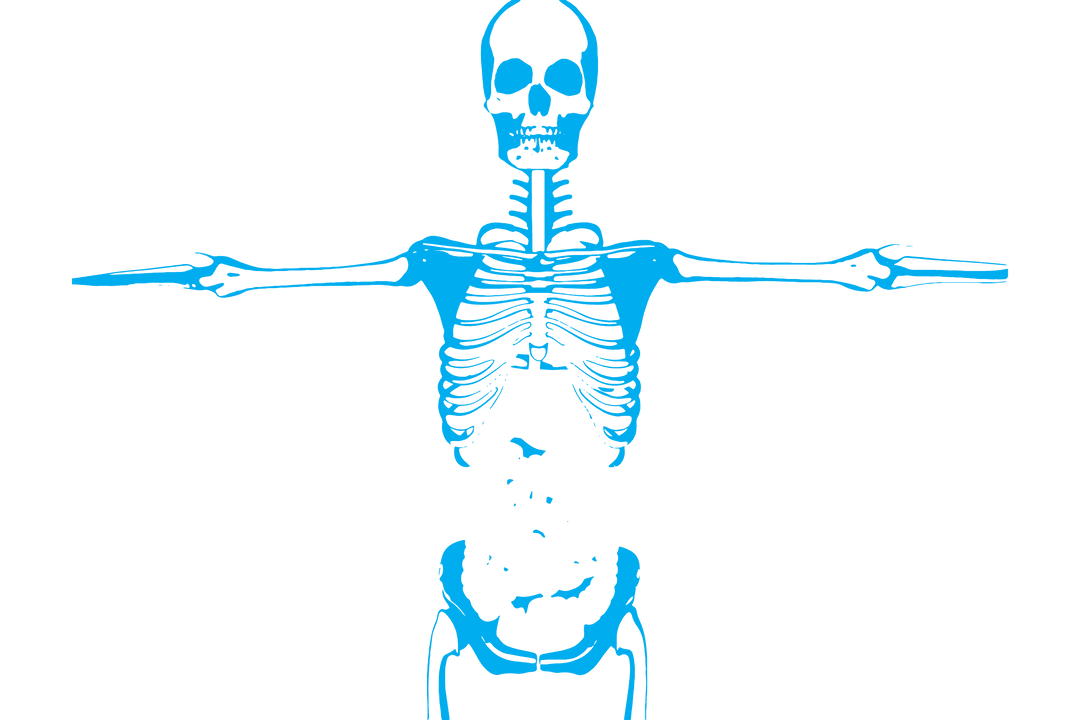 Transparent Skeleton with Arms Outstretched for Medical Instruction