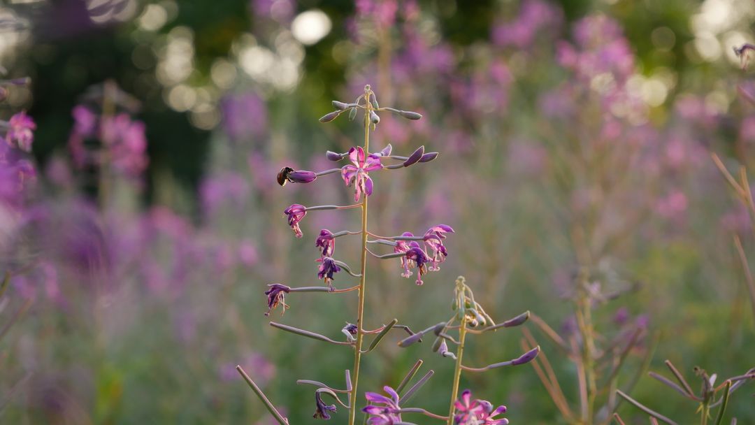 Sunlit Fireweed Blooming in Soft-Focus Wildflower Meadow at Golden Hour