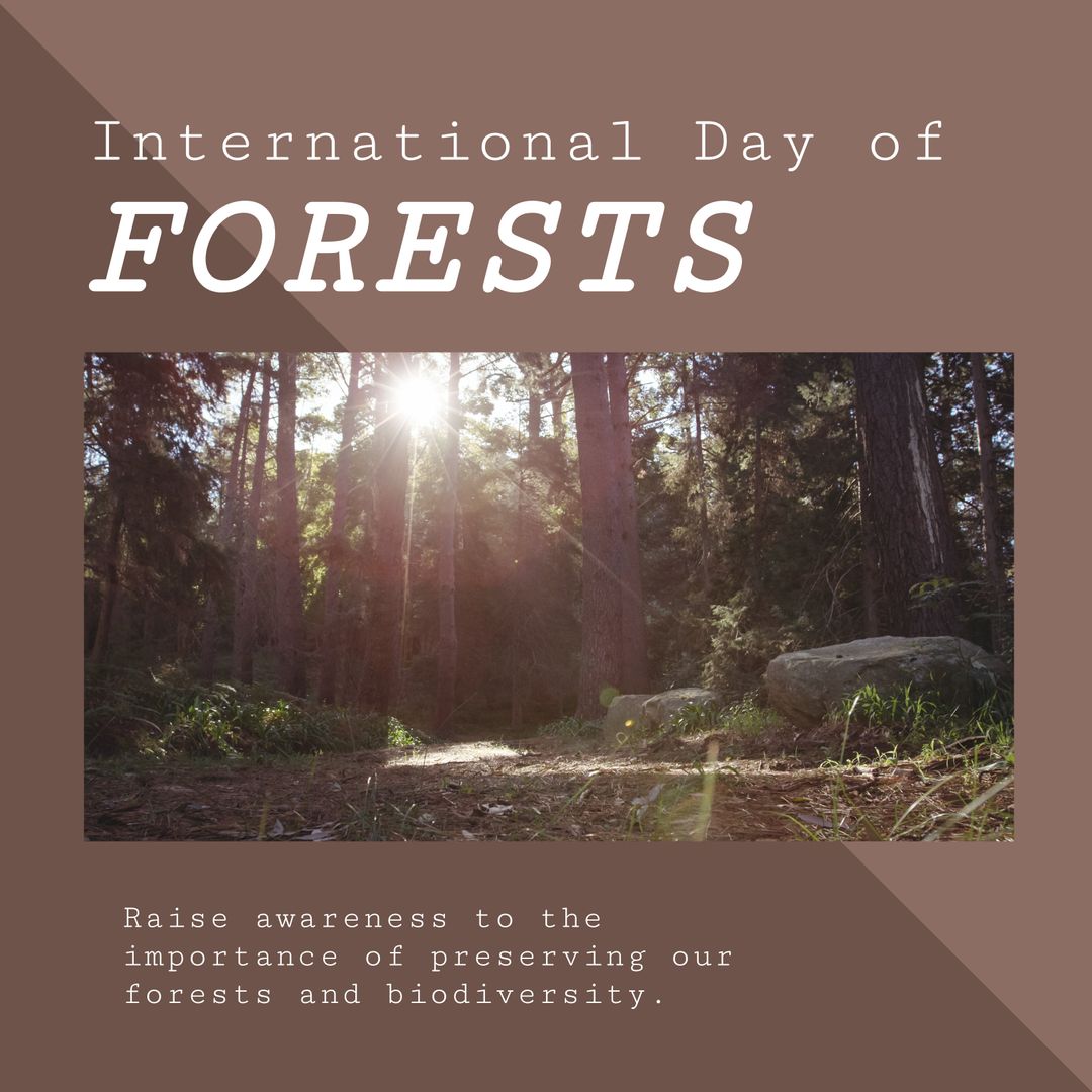 International Day of Forests Poster with Sunlight Through Trees - Download Free Stock Templates Pikwizard.com