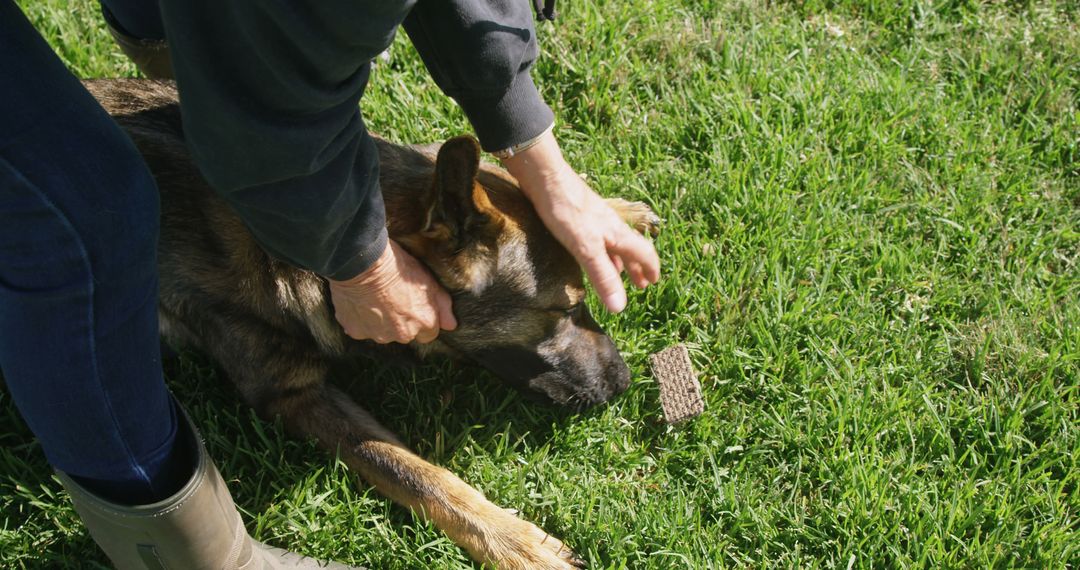 Person Grooming Relaxed German Shepherd on Grass - Free Images, Stock Photos and Pictures on Pikwizard.com