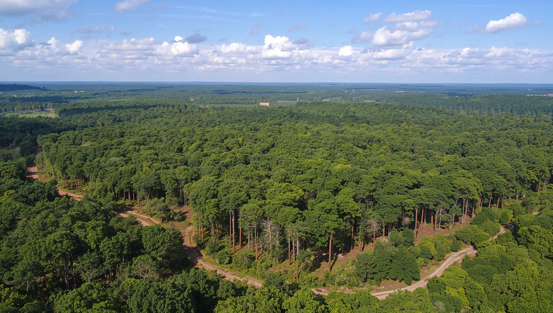 Aerial View of Vast Forest with Winding Trails