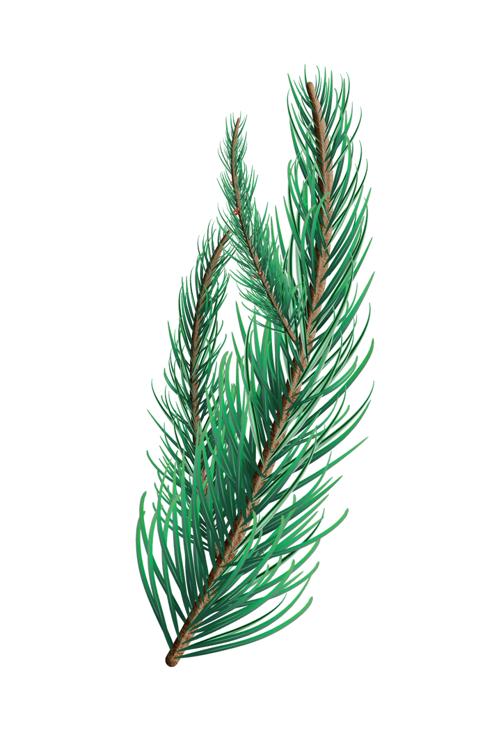 Transparent Green Fir Tree Branch for Nature Designs