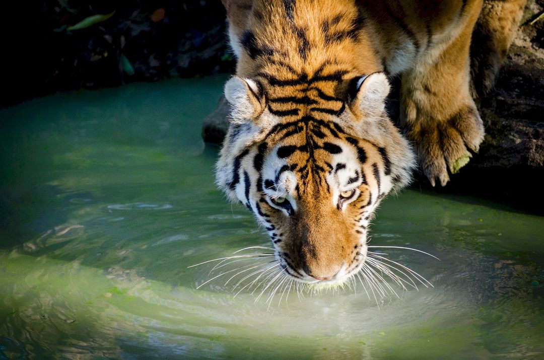 Majestic Tiger Drinking Water in Forest Environment - Free Images, Stock Photos and Pictures on Pikwizard.com