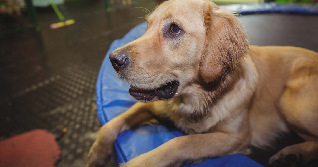 Golden Retriever Resting in Dog Bed