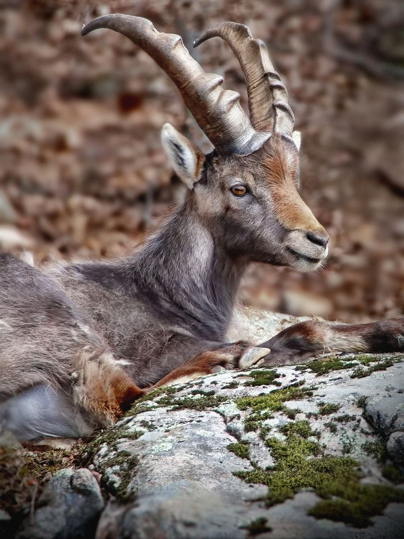 Majestic Alpine Ibex Resting on Rocky Terrain
