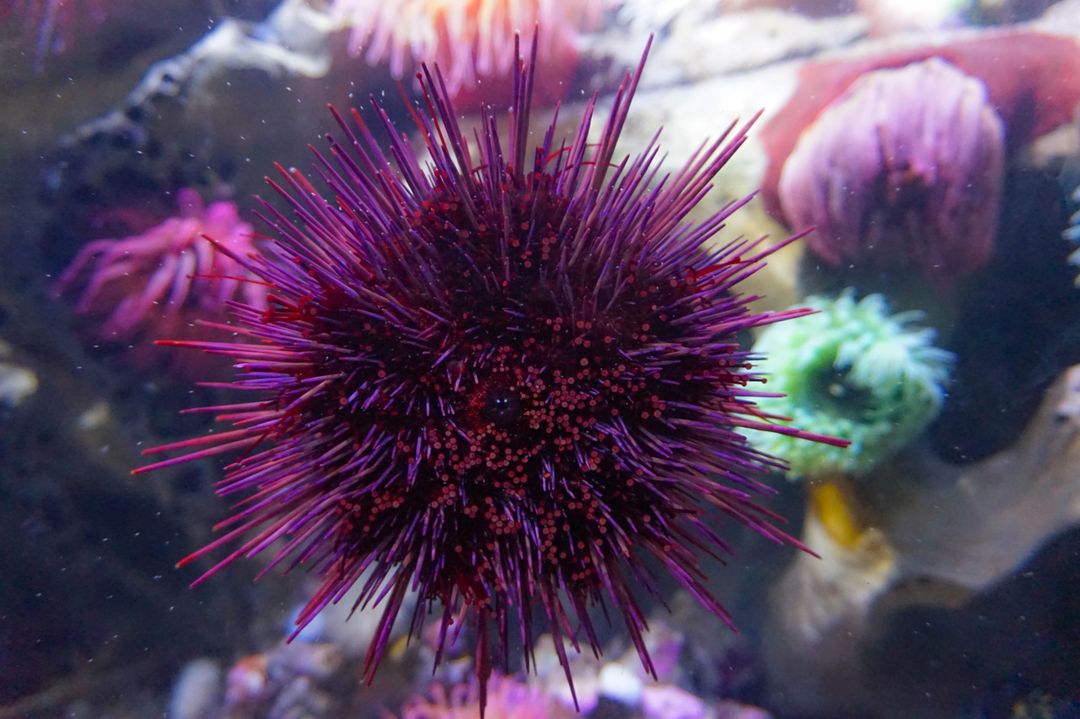 Close-Up of Spiky Purple Sea Urchin Underwater - Free Images, Stock Photos and Pictures on Pikwizard.com