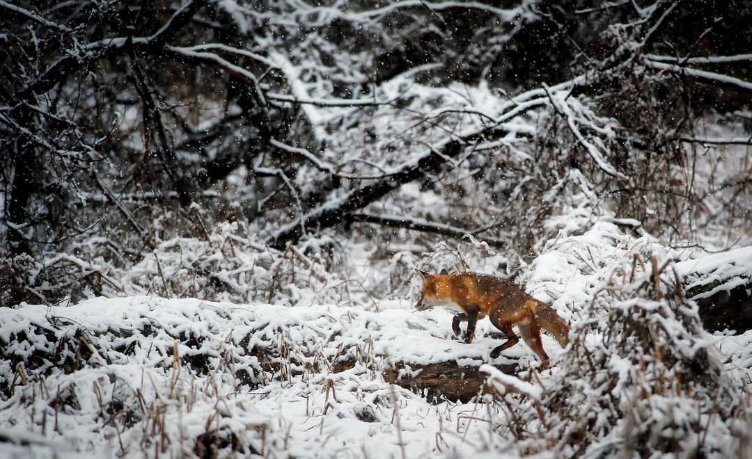 Fox on Snow Covered Field in Forest - Free Images, Stock Photos and Pictures on Pikwizard.com
