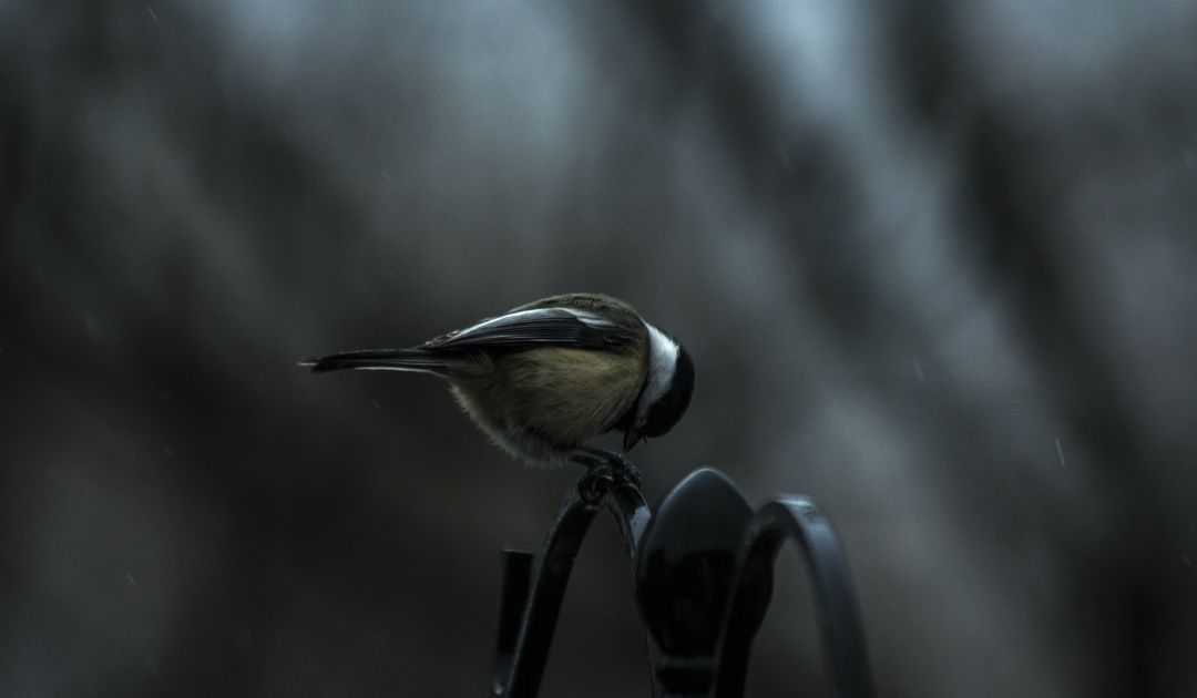 Black-capped chickadee perching on iron feeder in moody rainy twilight