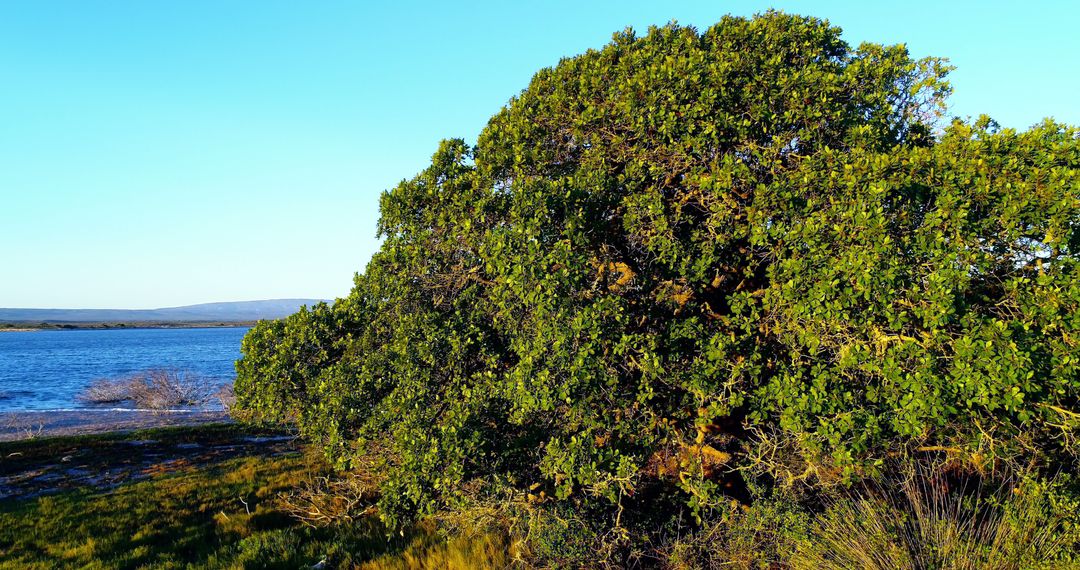 Lush Green Tree by Tranquil Lakeside - Free Images, Stock Photos and Pictures on Pikwizard.com