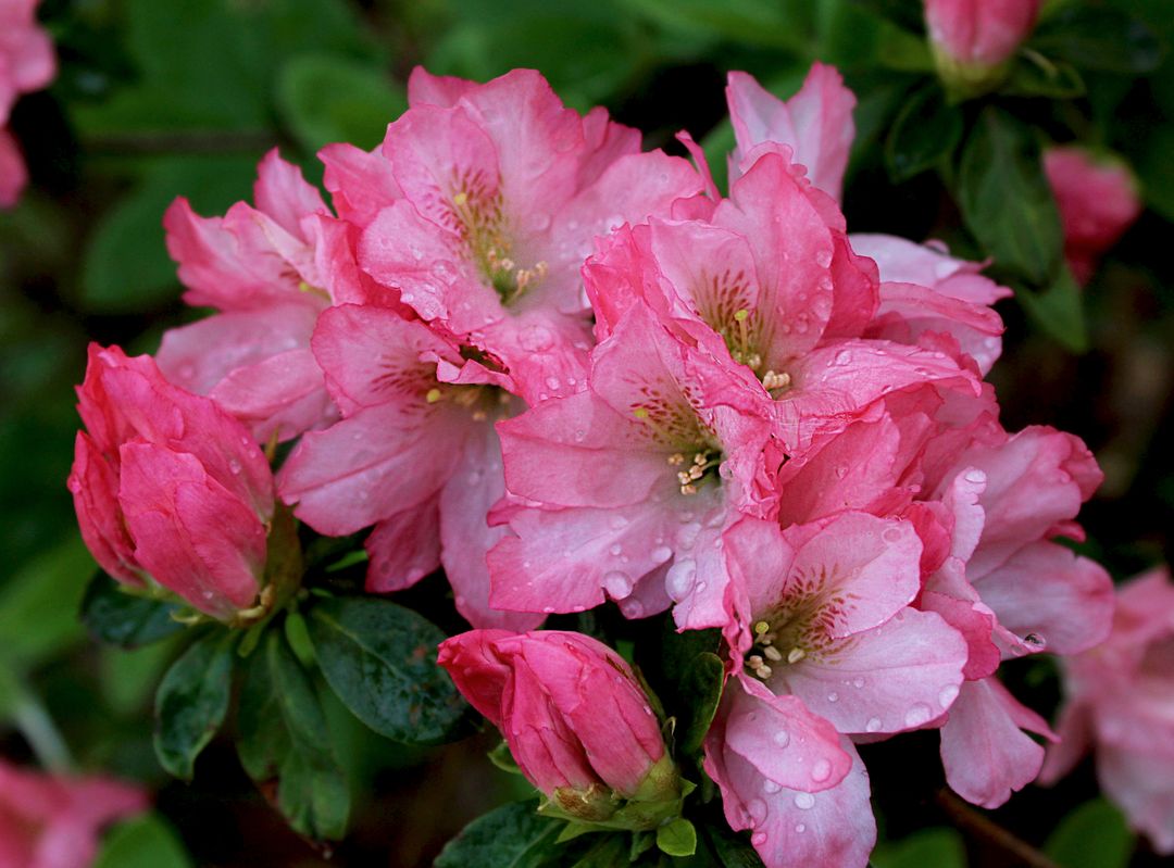 Close-up of Blooming Pink Azalea Flowers with Dew Drops - Free Images, Stock Photos and Pictures on Pikwizard.com