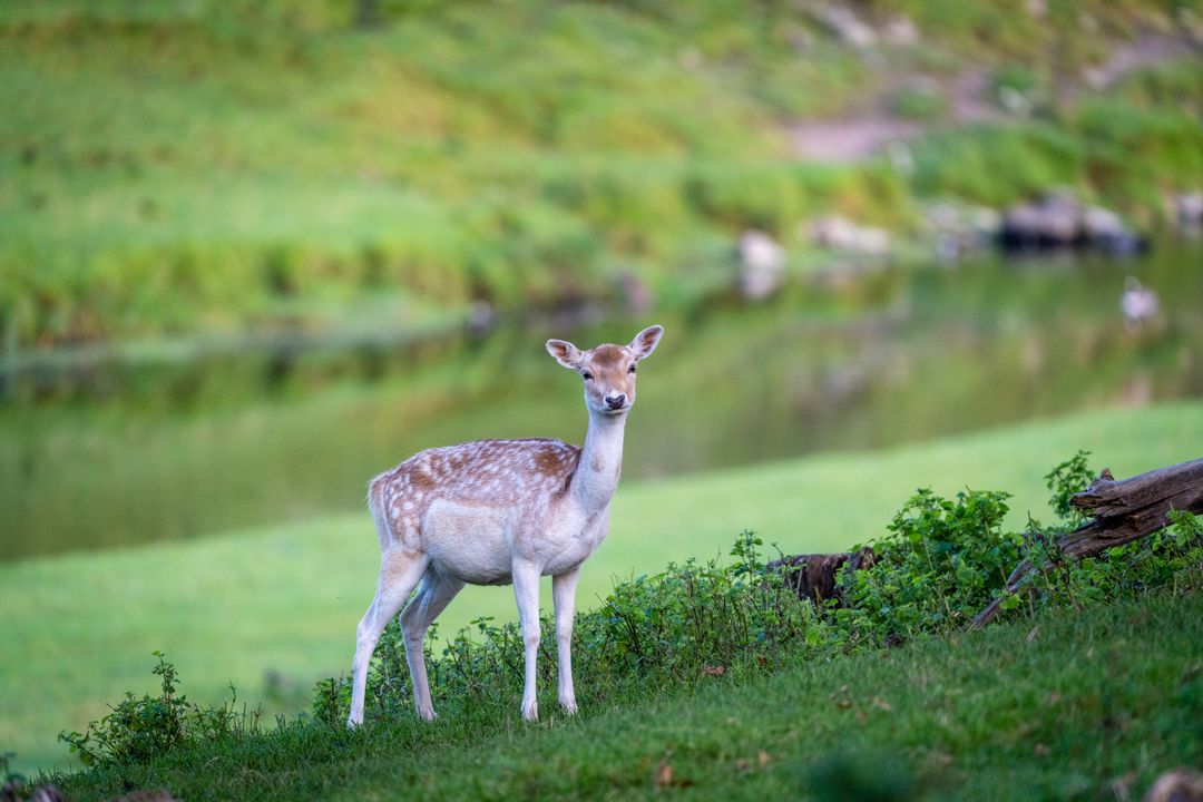 Graceful Deer Standing by Peaceful Forest Pond