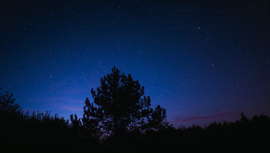 Silhouetted Pine Tree Against Starry Night Sky Showing Twilight Haze and Horizon