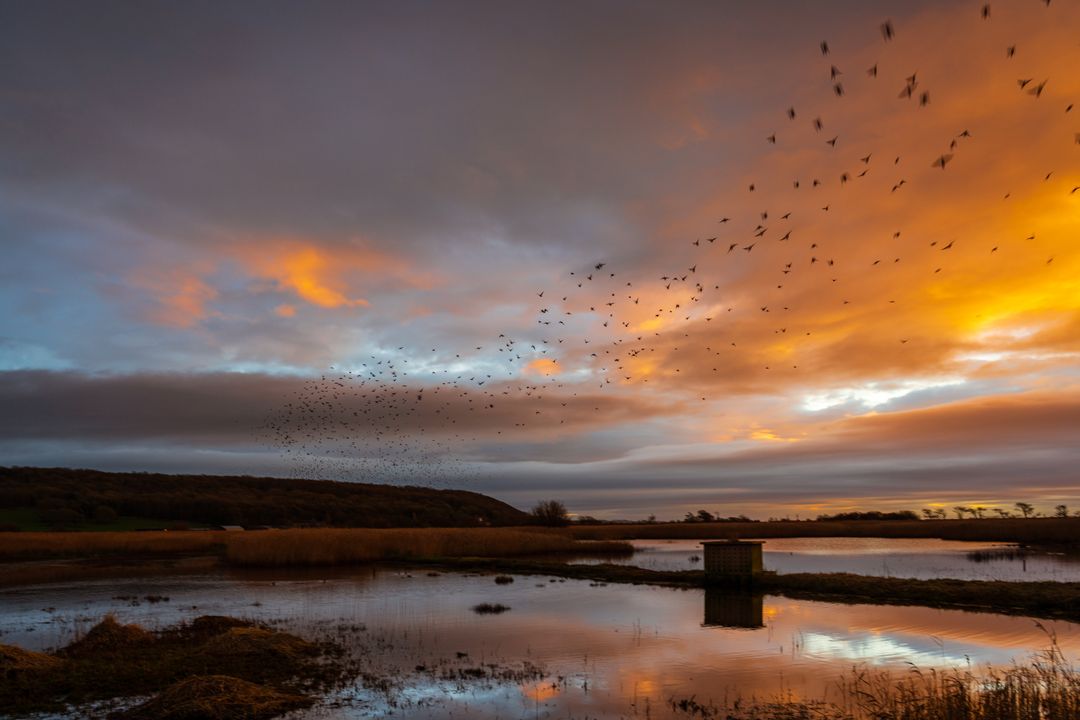 Dramatic Sunset over Calm Wetlands with Flocking Birds