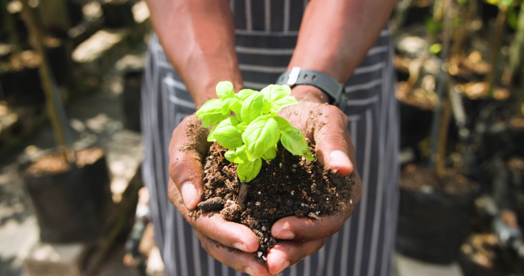 Hands Cradling Seedling in Garden