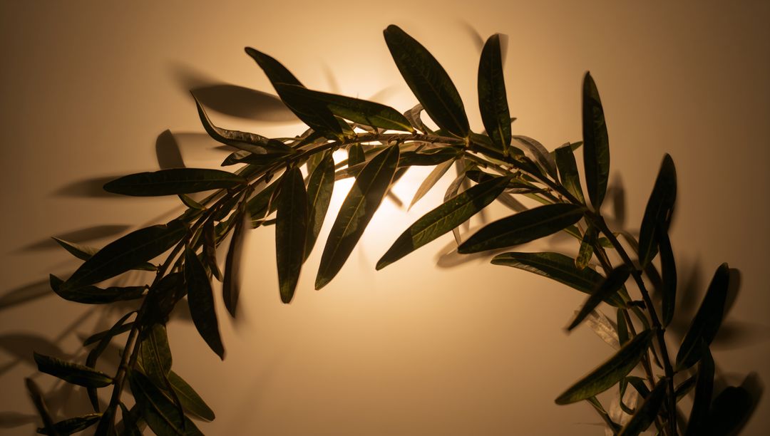 Backlit Olive Branch Casting Layered Leaf Shadows on Warm Beige Wall, Rustic Botanical