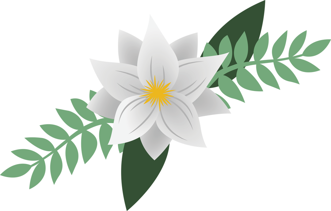 Beautiful White Flower Illustration on Transparent Background - Download Free Stock Images Pikwizard.com