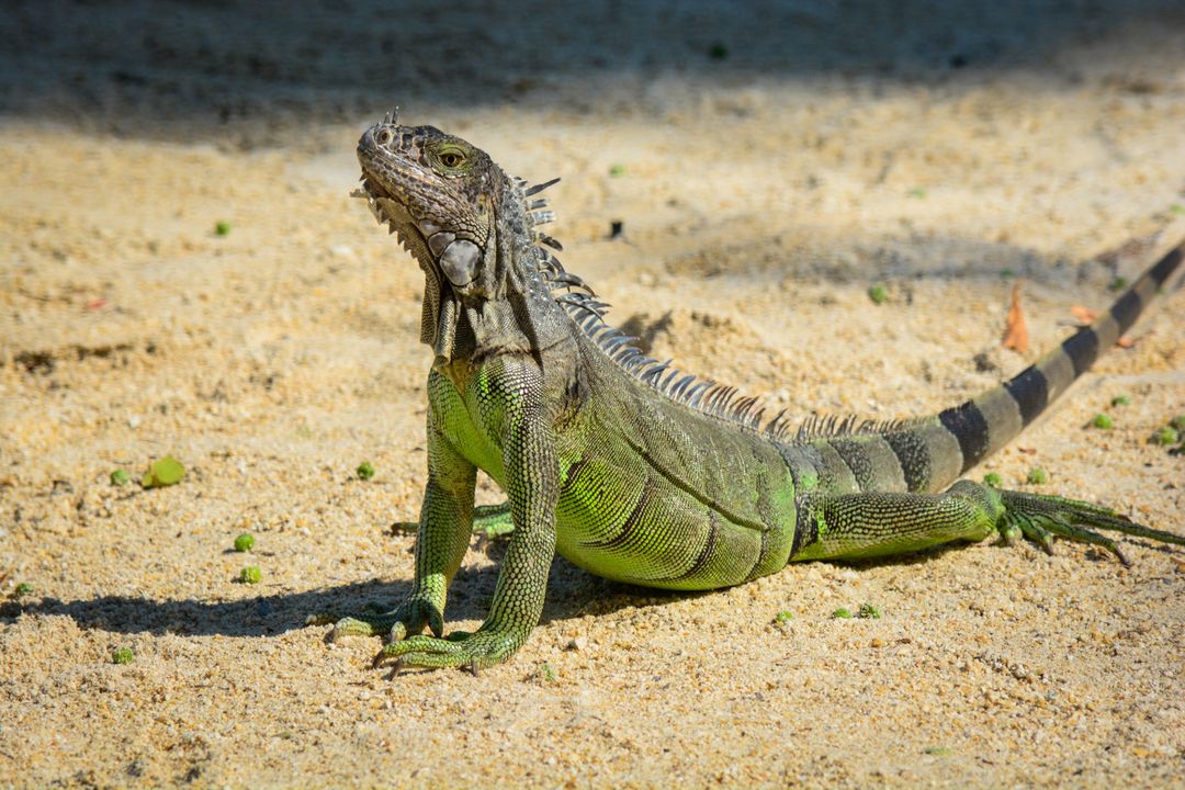 Lizard Common iguana - Free Images, Stock Photos and Pictures on Pikwizard.com