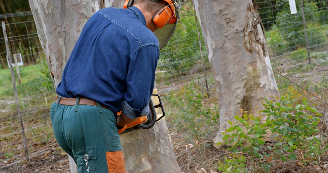 Male Lumberjack Using Chainsaw to Cut Down Tree in Forest - Free Images, Stock Photos and Pictures on Pikwizard.com