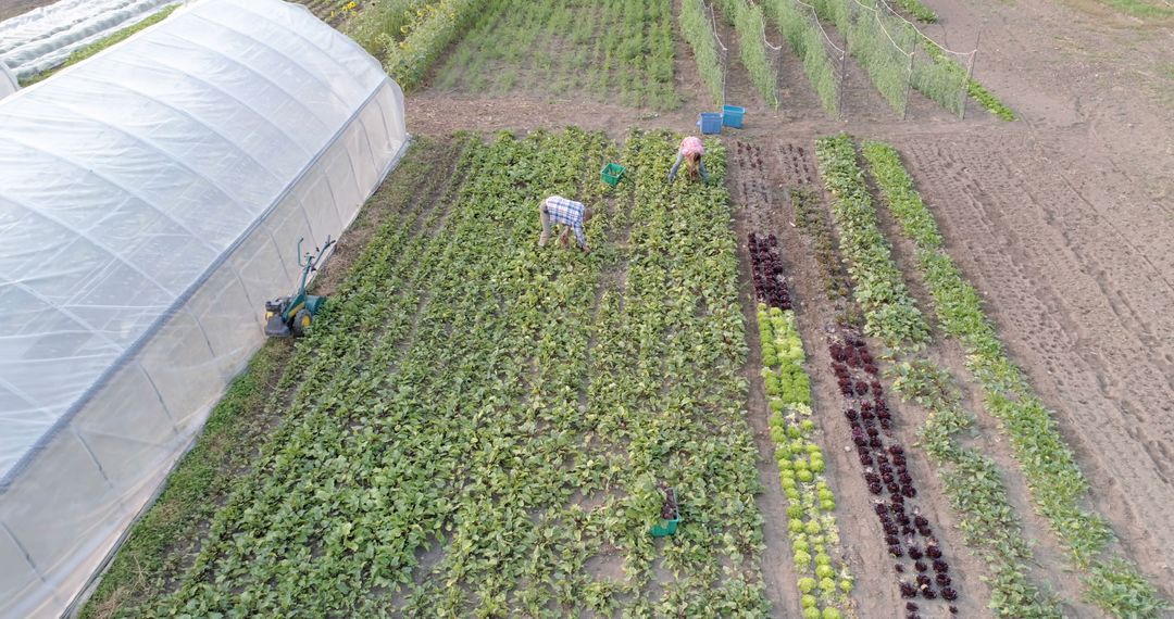 Aerial View of Farmers Working in Vegetable Field Near Greenhouse
