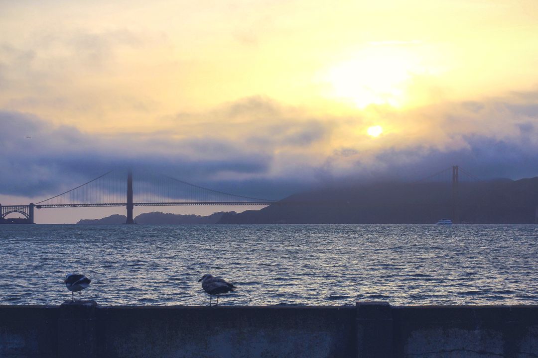 Golden Gate Bridge Sunset with Seagulls on Fence - Free Images, Stock Photos and Pictures on Pikwizard.com