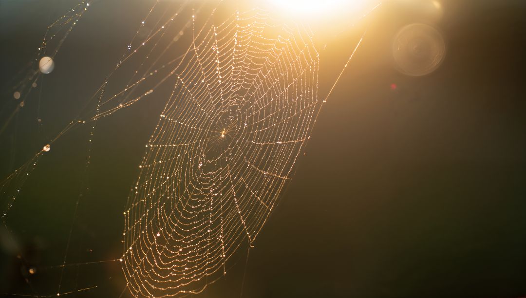 Spider Web Shimmering with Dew at Dawn in Woodland