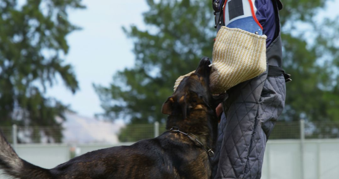 Police Dog Training with Bite Sleeve Outdoors - Free Images, Stock Photos and Pictures on Pikwizard.com