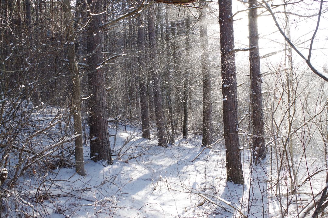 Sunlight Filtering Through Snow-Covered Forest in Winter - Free Images, Stock Photos and Pictures on Pikwizard.com