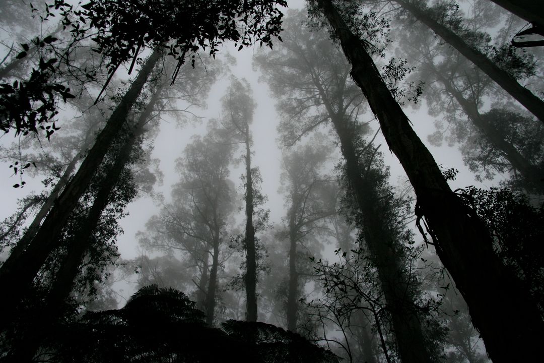 Mysterious Foggy Forest with Tall Trees Reaching Sky - Free Images, Stock Photos and Pictures on Pikwizard.com