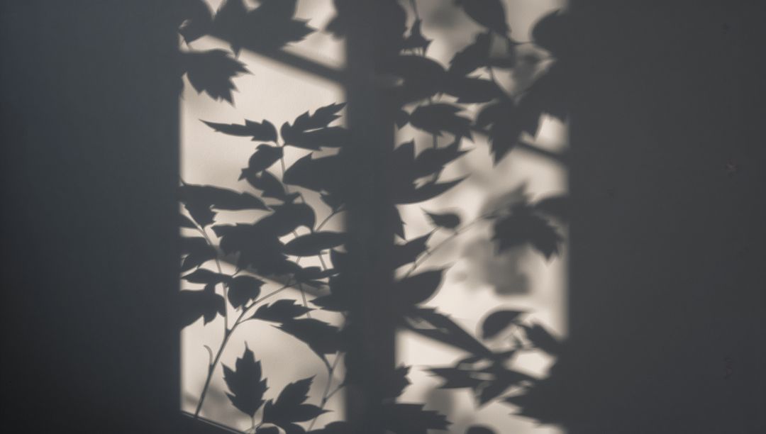 Abstract Shadow of Branches on Wall in Soft Light