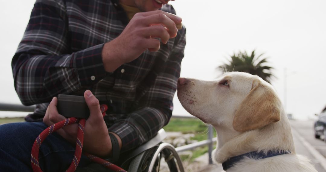 Man in wheelchair feeding labrador outdoors - Free Images, Stock Photos and Pictures on Pikwizard.com