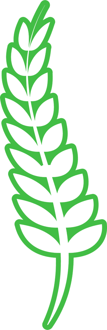 Green Leafy Fern Twig on a Transparent Background